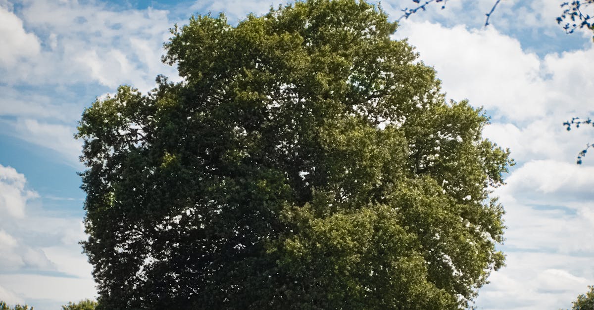 RackNerd加拿大多伦多VPS测评：美国原生IP开放25端口，三网往返直连但看视频速度慢